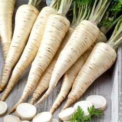 Root parsley Olomoucka - long, white roots - 500 g