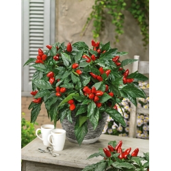 Hot pepper "Yvona" - odporúčané pre pestovanie balkónov - Capsicum L. - semená