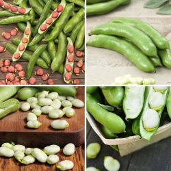 Broad bean seeds - seeds of four varieties