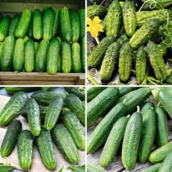 Cucumber - seeds of four varieties