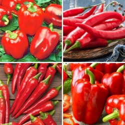 Peppar och chili - frön av fyra sorter - 