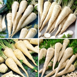 Root parsley - seeds of four varieties