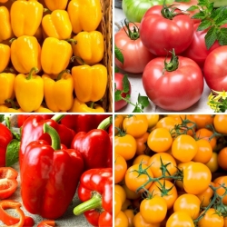 Tomate et poivron - graines de quatre variétés - 