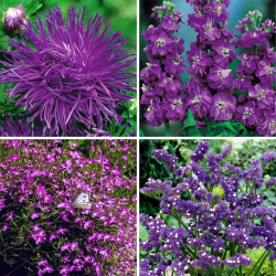 Single colour plants - selection of four purple flowering plant varieties
