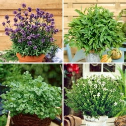 Essential oil plants - selection of four seed packages