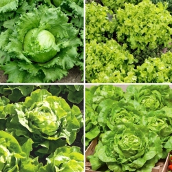 Salat - nelja sordi seemned - 