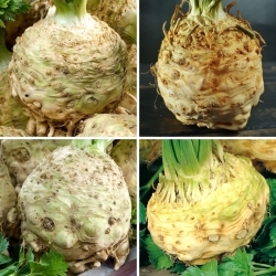 Celeriac - seeds of four varieties