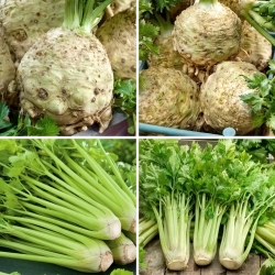 Celeriac + celery - selection of four varieties
