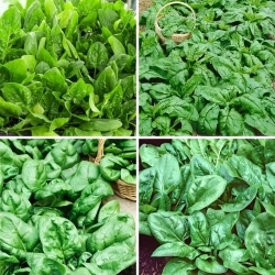 Spinach - seeds of four varieties