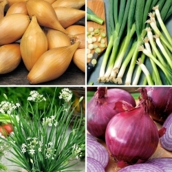 Onions - seeds of four varieties