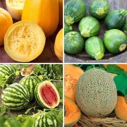 Squashgrønnsaker - utvalg av fire frøpakker - 