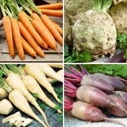Root vegetables - seeds of four varieties