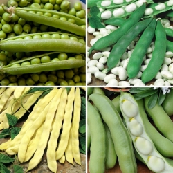 Hortalizas leguminosas - semillas de cuatro variedades - 