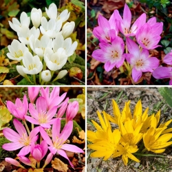 Herfstkrokus - selectie van vier bloeiende plantensoorten - 4 stuks - 