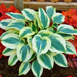 Hosta, Plantain Lily Blue Ivory - XL pakk - 50 tk