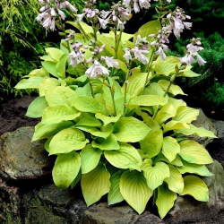 Hosta, Plantain Lily August Moon - XL pack - 50 pcs