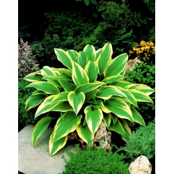 Hosta, Plantain Lily Aureomarginata - XL pakkaus - 50 kpl
