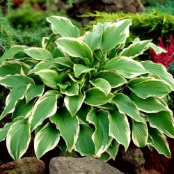Hosta, Plantain Lily Carol - large package! - 10 pcs