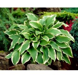 Hosta, Plantain Lily Carol - XL pakkaus - 50 kpl