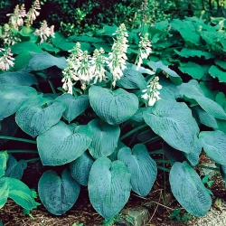 Hosta, Plantain Lily Elegans - XL pakkaus - 50 kpl