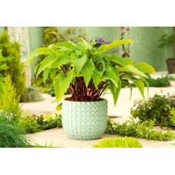 Hosta, Plantain Lily Stikkelsbær Sundea - XL pakke - 50 stk