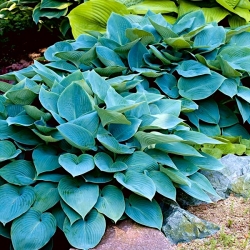 Hosta, Plantain Lily Halcyon - Paquete XL - 50 uds.