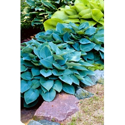 Hosta, Plantain Lily Halcyon - XL pakkaus - 50 kpl