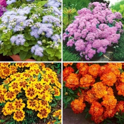 Flossflower + marigold - set of four flowering plant varieties