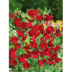 Almindelig ærteblomst - rød - 36 frø - Lathyrus odoratus