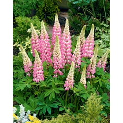 Lupine The Chatelaine seeds - Lupinus polyphyllus - 90 seeds