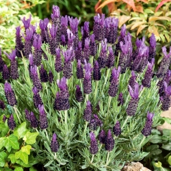 French Lavender, Spanish Lavender seeds - Lavandula stoechas - 37 biji