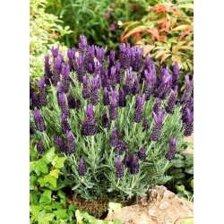 Prantsuse lavendel - 37 seemned - Lavandula stoechas