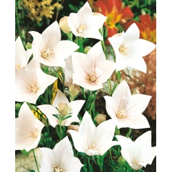 Balon Çiçek Fuji Beyaz tohumları - 110 tohumlar - Platycodon grandiflorus