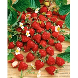 高山草莓男爵Solemacher种子 - 草莓属vesca  -  256种子 - Fragaria vesca - 種子