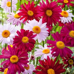 Värvitud Daisy Robinsoni Single Mix seemned - Chrysanthemum coccineum - 200 seemnet