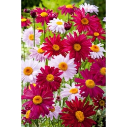 Dažytos Daisy Robinson's Single Mix sėklos - Chrysanthemum coccineum - 200 sėklų