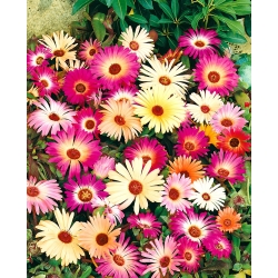 Magic Carpet Blandade frön - Mesembryanthemum criniflorum - 1600 frön - Doroteantus bellidiformis