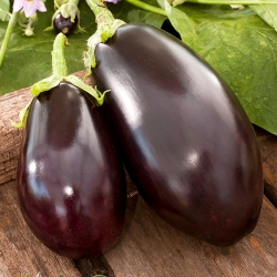 Berinjela - Black Beauty - 210 sementes - Solanum melongena