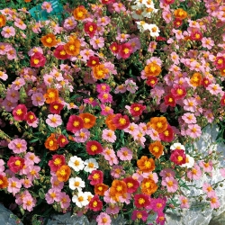 Sun Rose Ben Ledi zmiešané semená - Helianthemum sp. - 350 semien