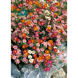 Sun Rose Ben Ledi blandade frön - Helianthemum sp. - 350 frön