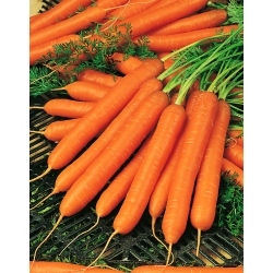 Carrot Amsterdam 2 semințe - Daucus carota - 4250 de semințe - Daucus carota ssp. sativus 