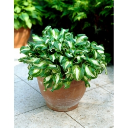 Hosta, Plantain Lily Mediovariegata - XL pakkaus - 50 kpl
