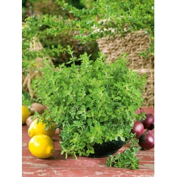 Yunan Kekik tohumları - Origanum hirtum - 750 tohumlar - Origanum vulgare subsp. Hirtum