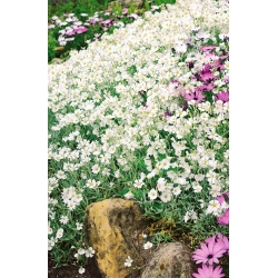 Sjeme snijega u ljeto - Cerastium biebersteinii - 250 sjemenki - sjemenke