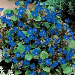 Pouštní bluebell - 850 semen - Phacelia campanularia  - semena