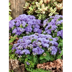 Flossflower ، bluemink ، blueweed ، كس القدم ، فرشاة الرسام المكسيكية - تشكيلة زرقاء - 3750 بذرة - Ageratum houstonianum - ابذرة