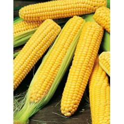 Слатки кукуруз "Златни бантам"; Шећерни кукуруз, Поле кукуруз - 100 сјеменки - Zea mays convar. saccharata var. Rugosa - семе