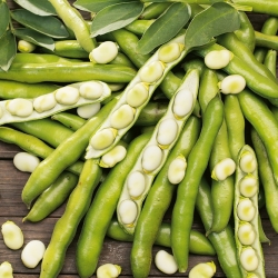Broad bean Dragon - very early variety with large seeds - 500 g