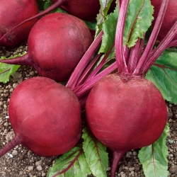 Red beetroot Jawor - round & very productive - 100 g
