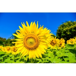 Sunflower seeds - Helianthus annuus - 120 seeds
